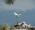 Little egret landing on reeds in water of river marshland Royalty Free Stock Photo