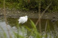 Little Egret