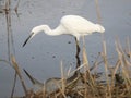Little egret looking at its reflection Royalty Free Stock Photo