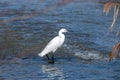 Little egret marsh bird ponds italy Royalty Free Stock Photo