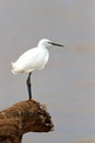 Little egret in Mkuze Game Reserve