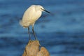 A little egret perched on a rock, South Africa Royalty Free Stock Photo