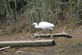 Little Egret Royalty Free Stock Photo