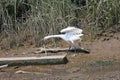 Little Egret Royalty Free Stock Photo