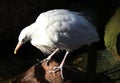 Little egret on rock Royalty Free Stock Photo