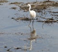 Little egret RSPB Minsmere Royalty Free Stock Photo
