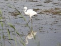 Little egret at RSPB Minsmere Royalty Free Stock Photo