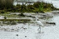 Little egret in the salt meadows near Arcachon, France Royalty Free Stock Photo