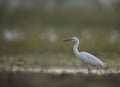 The little Egret side view in pond Royalty Free Stock Photo
