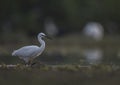 The little Egret side view in pond Royalty Free Stock Photo