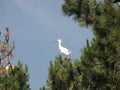 A little egret sits at the top of a pine tree in springtime Royalty Free Stock Photo