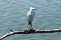 Little Egret Royalty Free Stock Photo
