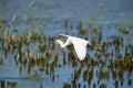 Little Egret flight Royalty Free Stock Photo
