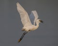 Little egret with spread wings catching fish, nature, Wild animal, bird, In motion