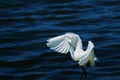 Little egret with spread wings in water, nature, Wild animal, bird, In motion