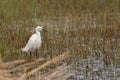 Little Egret standing in a reed bed