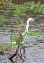 Little egret standing in shallow water hiding behind plant