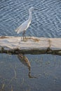 Little egret stood on rock by water of river Royalty Free Stock Photo