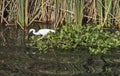 Little egret stood in water reeds of river marshland Royalty Free Stock Photo