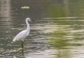 Little egret on a stream  Background - Egretta garzetta Royalty Free Stock Photo