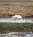 Little egret about to land on another bird Royalty Free Stock Photo