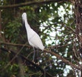 Little egret in a tree above stream Royalty Free Stock Photo