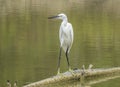 Little egret on a trunk at Kalpitiya lagoon, Sri Lanka