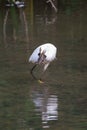 Little egret trying to swallow a frog