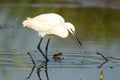 A little egret up close fishing