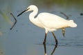 A little egret up close fishing