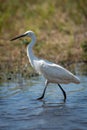 Little egret wades through river in sunshine