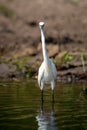 Little egret wades through shallows facing camera