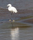 Little egret wading