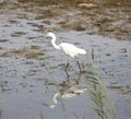 Little egret wading through wetlands Royalty Free Stock Photo