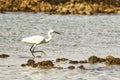 Little egret walking through shallow water