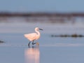 Little egret walking in the water during sunrise