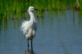 Little egret water bird