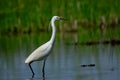 Little egret water bird