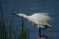 Little egret water bird on the lake
