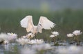 Little Egret with flowers Royalty Free Stock Photo