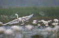 Little Egret with flowers Royalty Free Stock Photo