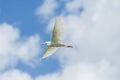 Little Egret