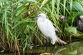 A little egret white bird Egretta garzetta standing in a green lake Royalty Free Stock Photo