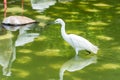 A little egret white bird Egretta garzetta walking in a green lake Royalty Free Stock Photo