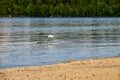 Little egret or white heron Egretta garzetta in flight over the river Dnieper Royalty Free Stock Photo
