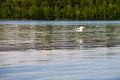 Little egret or white heron Egretta garzetta in flight over river Dnieper Royalty Free Stock Photo