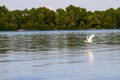 Little egret or white heron Egretta garzetta in flight over river Dnieper Royalty Free Stock Photo