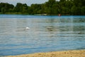 Little egret or white heron Egretta garzetta in flight over river Dnieper Royalty Free Stock Photo