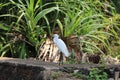 Little Egret white. South India