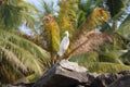 Little Egret white. South India